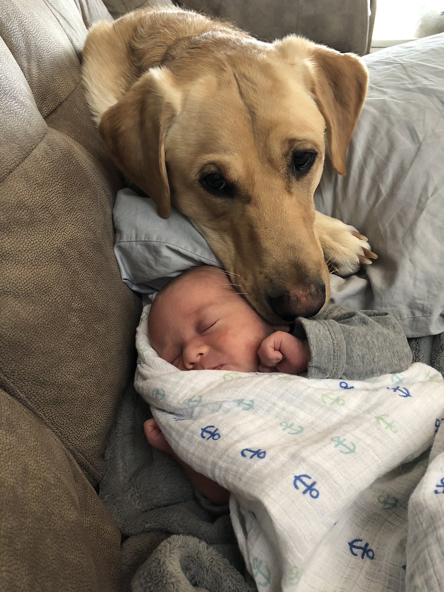 Max loves his little brother Jackson. He’s always keeping a eye on him. #yellowlab
