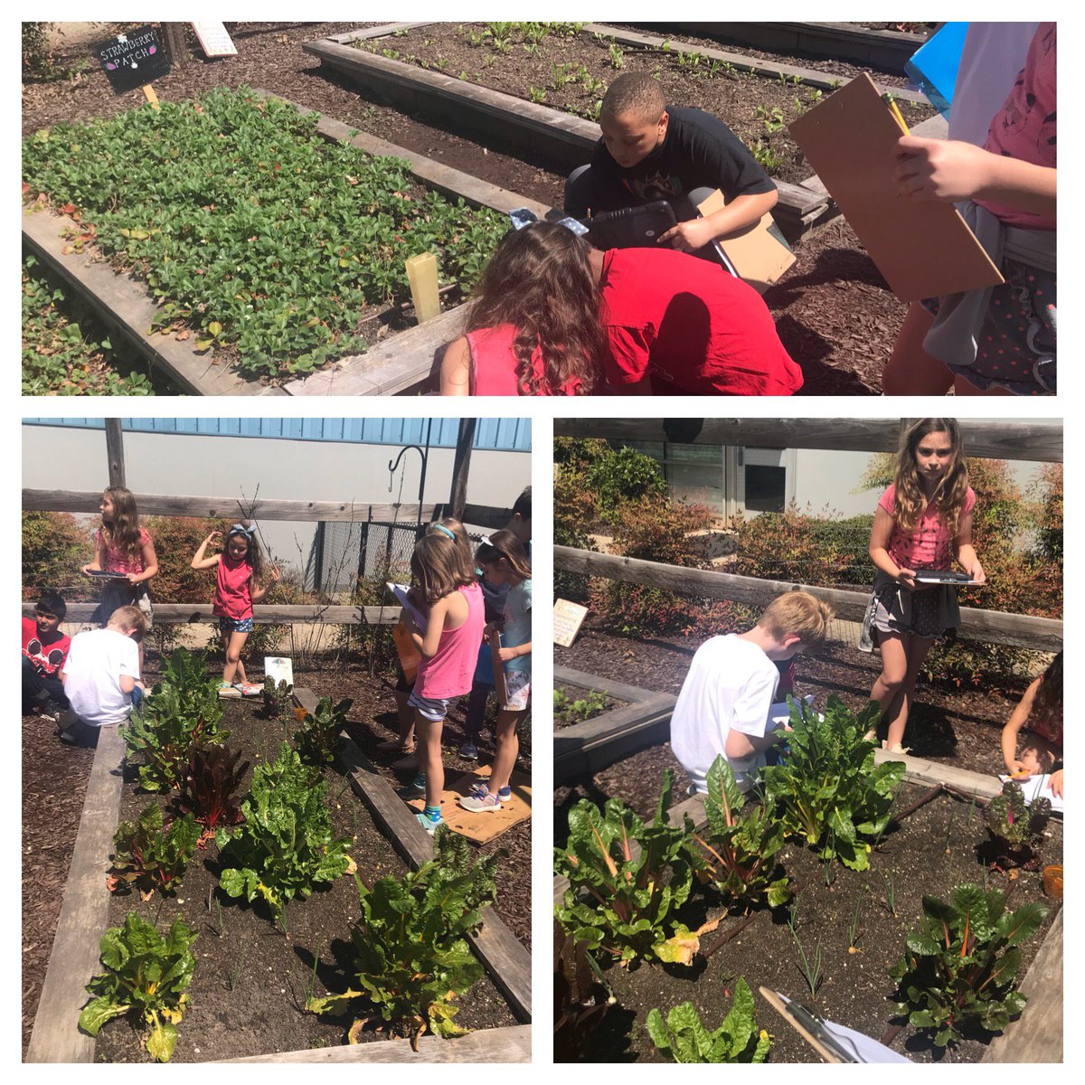 Enjoying the beautiful weather while introducing our unit on Plants. #lpeswake