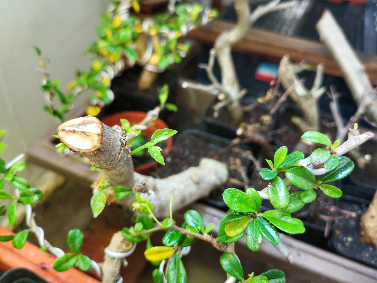 BotakBonsai's tweet photo. Stemcut from a 40yrs old(estimated) Shuimei from an Old Master from Singapore Bonsai Association. New growth after 3weeks
#easytechniques #success #botakbonsai #ipostyoubuy #gardening #stemcut #trees #plantsmakeyouhappy #green #flowering #toptags #landscape #moments #capture https://t.co/Y8667Dy05L