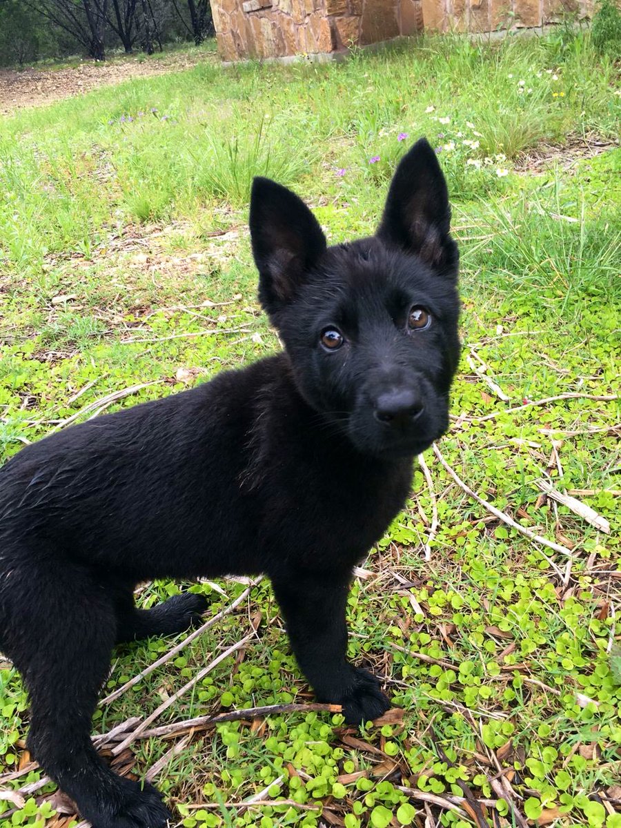ArthurFcknKetch's tweet photo. This little fella followed me to my hide out..couldn’t resist leaving him all alone since there are no signs of owners and there’s no chip. 

So I’ve named him.

Meet Bandit Ketch.

@FrankcptnFrank did you pass the ability to attract odd animals unto me?? Should I be concerned? https://t.co/oTJSQ7bmNr