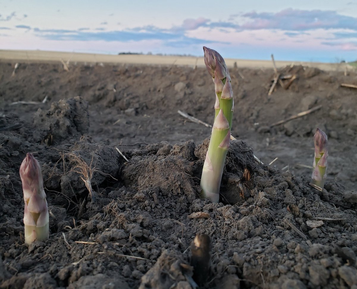 elyfarms1's tweet photo. The Fresh Asparagus is finally peaking through &amp; Spring is in the air. 

Who's ready to fire up the grill? https://t.co/gFw4ouC3Za