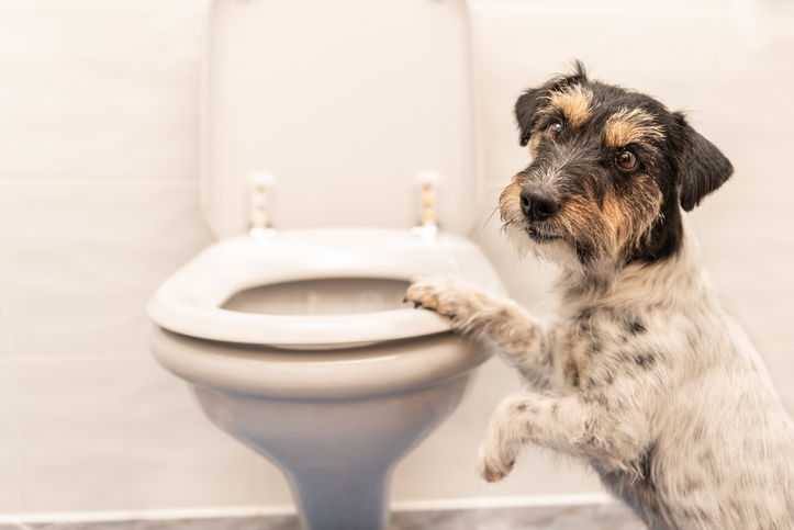 Dog_Tap's tweet photo. Doggy Diarrhea https://t.co/bMq6frlgw0 https://t.co/fYqeCseMqz