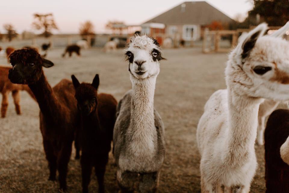 The Magnolia &amp; Prayers’ alpacas will be at Indie!! Come by and pet these sweeties April 27th at the fairgrounds! #shoplocalok #okc #shopokc #shopok #localisthefocal