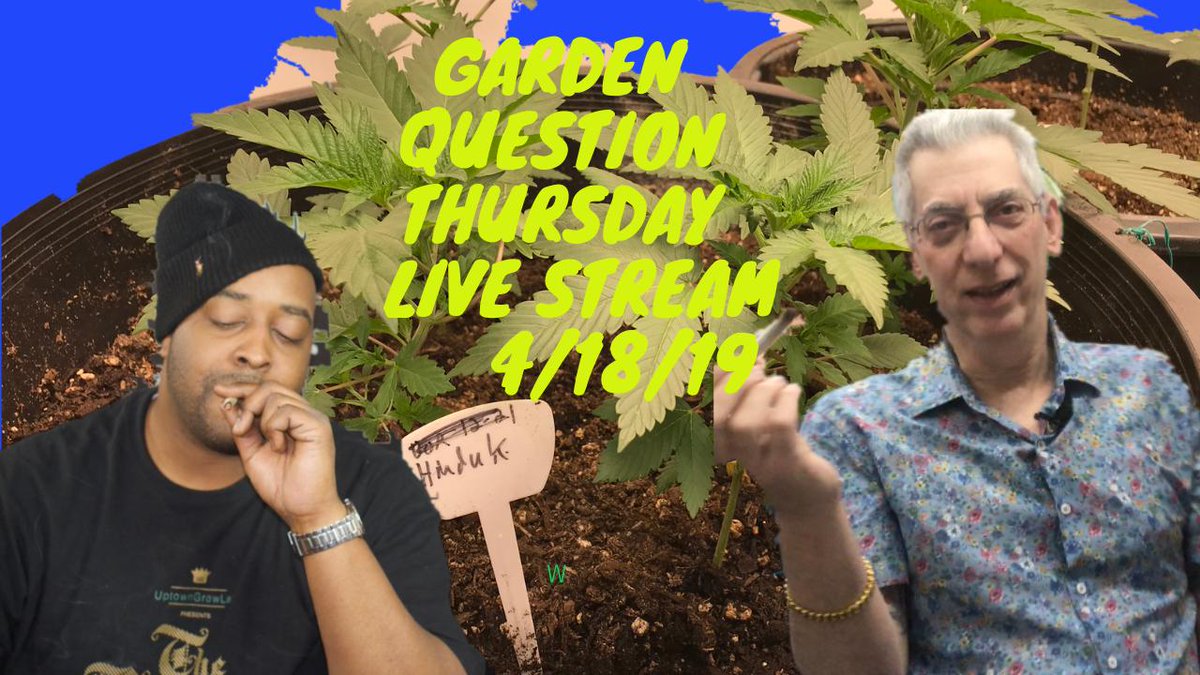UptownGrowLab's tweet image. Garden questions? Check out the livestream 8pm Pacific on @YouTube #uptowngrowlab #KitchenKrew