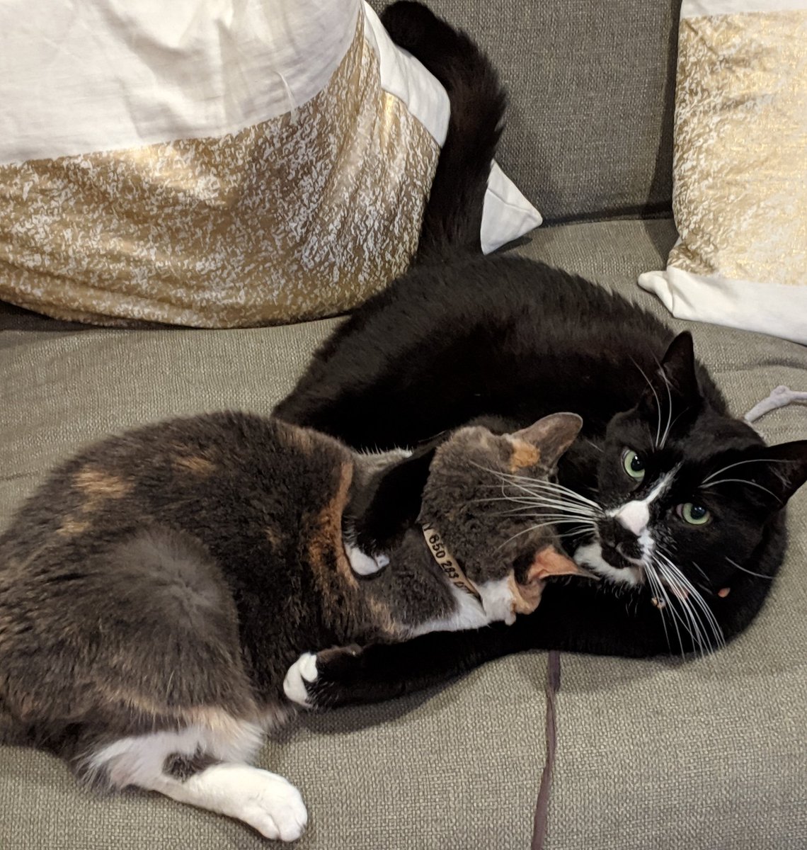 admk1988's tweet photo. @thecatreviewer I got caught about to eat my sister. 10/10 guilty face. https://t.co/NYeFYsNokx