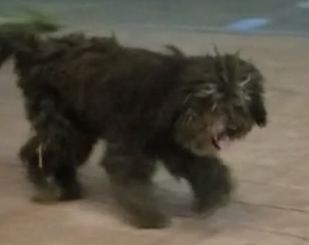 SM_Chapultepec's tweet photo. Alguien busca a este perrito negro talla mediana pelo rizado? Está dando vueltas en las calles de Juan de la Barrera, Chapultepec y 13 de septiembre @UribeMerle https://t.co/1eqrrqXchT
