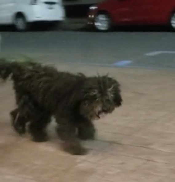 SM_Chapultepec's tweet photo. Alguien busca a este perrito negro talla mediana pelo rizado? Está dando vueltas en las calles de Juan de la Barrera, Chapultepec y 13 de septiembre @UribeMerle https://t.co/1eqrrqXchT