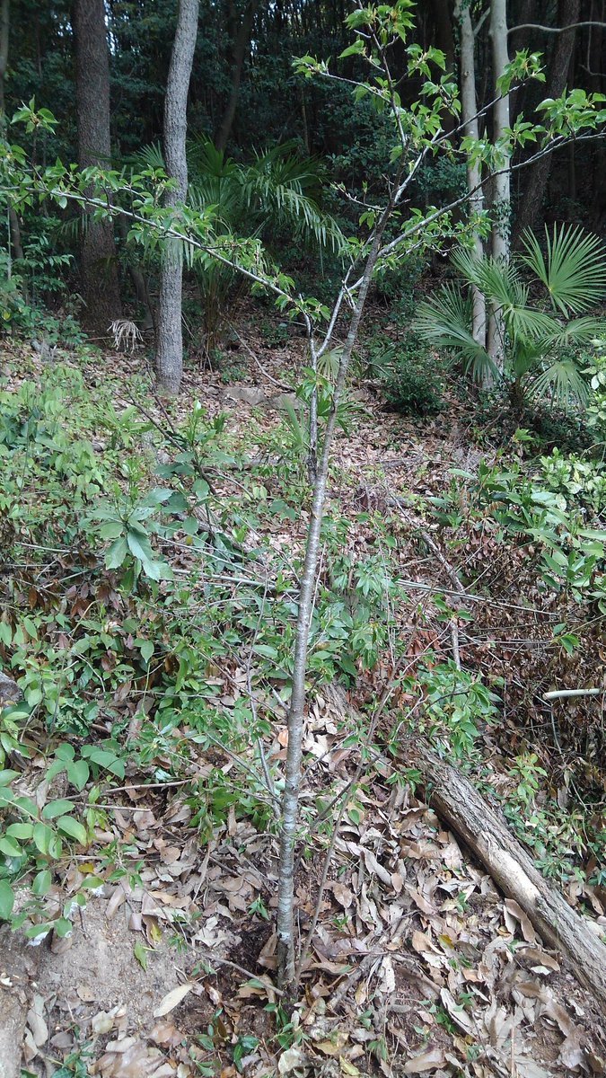 Z Keep レッサーパンダ舎裏山に桜の木を移植して１週間経ちました 別の場所であんまり育たずだったので 移植です 思ったより 葉っぱがしなしなになってなかったので 根っこが傷んでなかった様子 まだまだ小さい桜なんですが 大きくなってくれれば