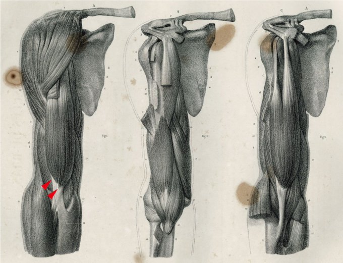 「伊豆の美術解剖学者@kato_anatomy」 illustration images(Oldest)