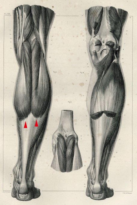 「thighs」 illustration images(Oldest｜RT&Fav:50)