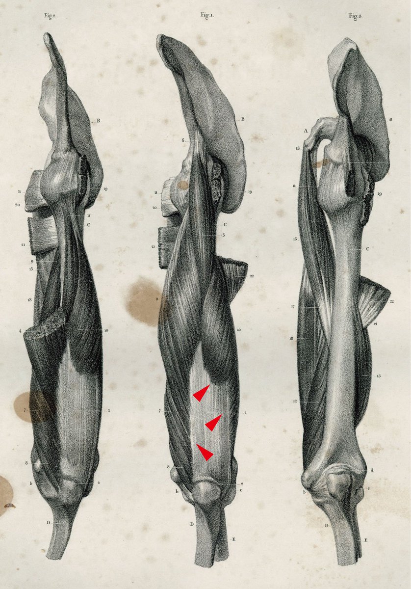 「外形に現れやすい筋腱移行部の形状は、個人差が結構ある。美術解剖学では有益な情報に」|伊豆の美術解剖学者のイラスト