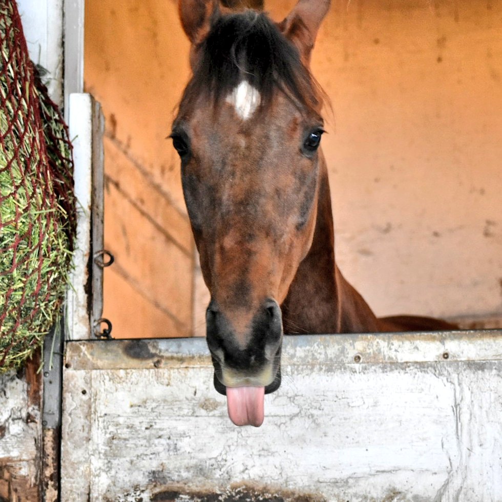 HSTRacingClub's tweet photo. Workout Alert: Guess which former BC Horse of the Year is back on the work tab on Saturday morning at 6:30! #SquareDancer👑 https://t.co/EszK4bDAJL