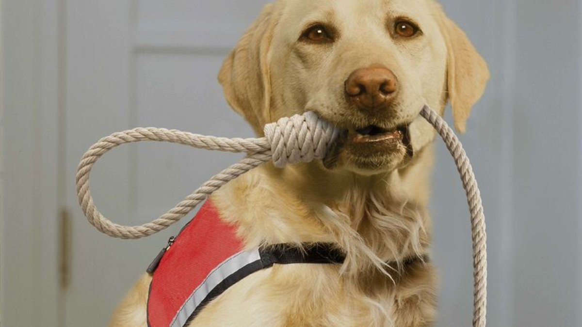 TheOnion's tweet photo. New Program Provides Depressed Americans With Suicide Assistance Dogs https://t.co/EvyzPi1i4D https://t.co/zsnhtZNg1J