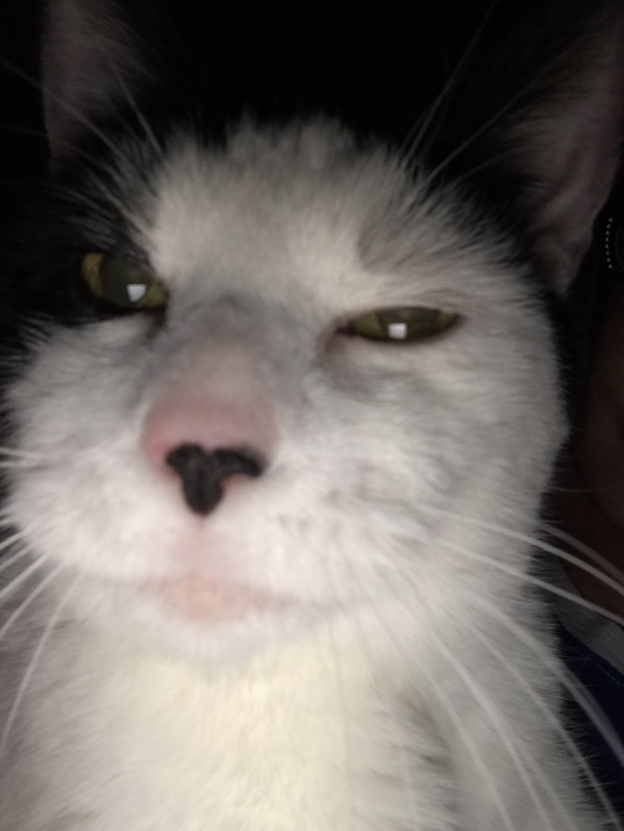 reanneheart7's tweet photo. Tonight was a night like any other until the cat grabbed my phone...again. #VainKitty #IPhoneForICat #SmileAndy https://t.co/SbI4rvRQs3