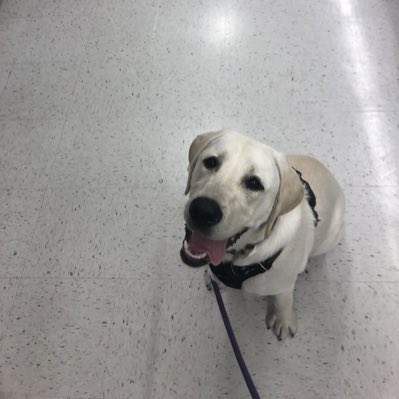 unionjack_lab's tweet photo. #NewProfilePic https://t.co/3Fuu5wmEbz