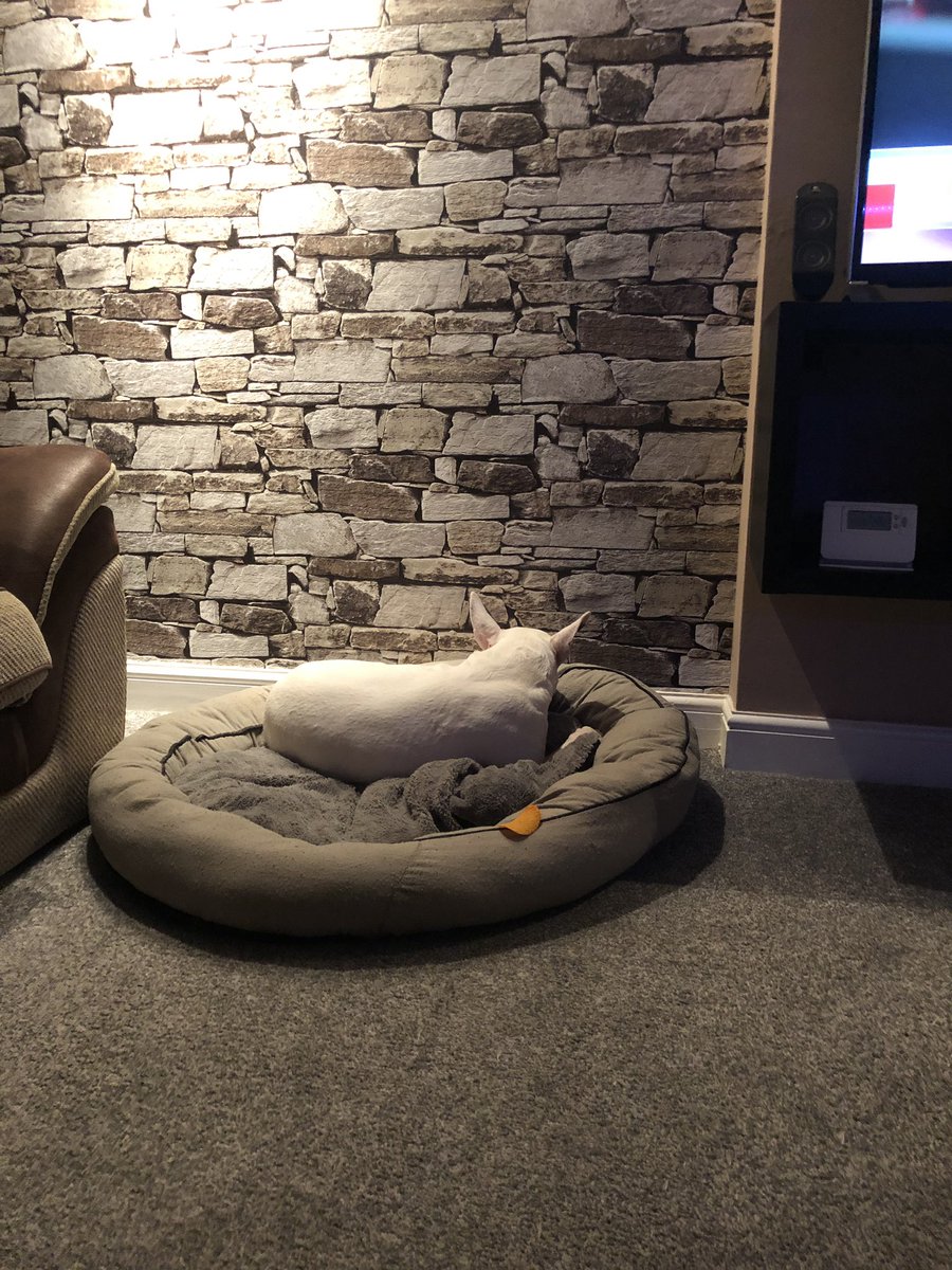 SarahBrierley10's tweet photo. Haha haha he’s that busy sulking, looking at the wall cos he can’t have a “pringle” he hasn’t noticed the one on his bed! 😂 😂 #chancethebullterrier https://t.co/XmLEGyqnAT