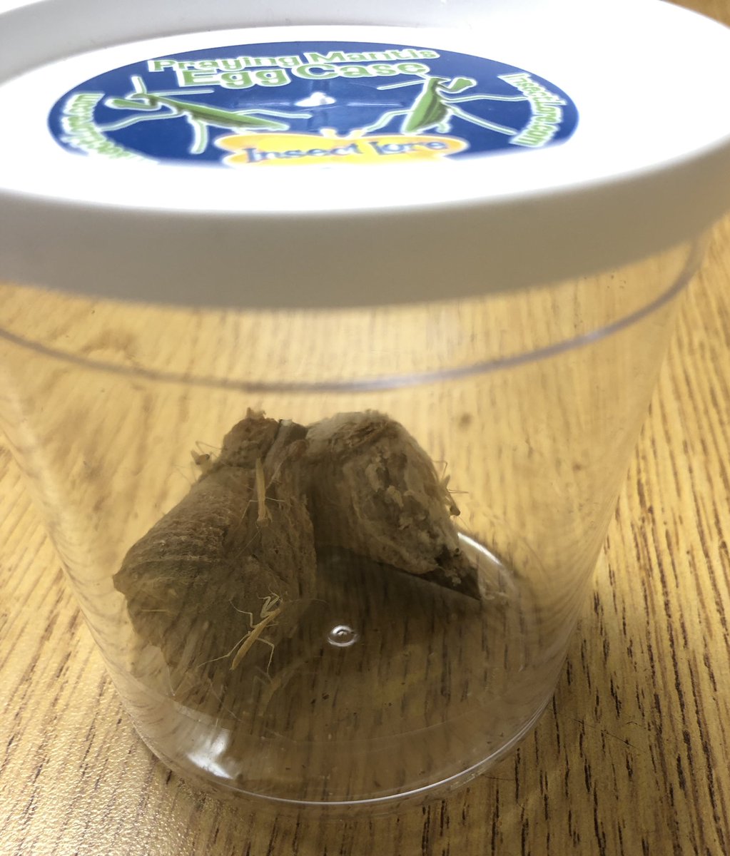 TheMrsHayes1's tweet photo. @RuckerRocks 2nd graders got some new classmates today - baby praying mantis!!! 🤗🔬🥽#unit11 #lifecycles #prayingmantis @lerinmcwilliams https://t.co/Aa9bxOTDm9