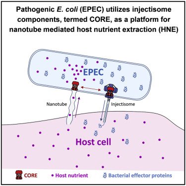 CellCellPress's tweet photo. As seen on the cover of this issue of Cell: Rosenshine, Ben-Yehuda and colleagues report that #enteropathogenic E.coli extract nutrients from mammalian host cells via the #CORE protein complex, a platform for forming membranous #nanotube structures https://t.co/lJl61rlOC3 https://t.co/9XnwCN8PUR