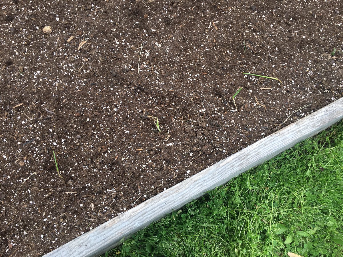 CoachEmmick's tweet photo. @BCS_MES Garden Club is getting things growing!  That is some nice broccoli!  Onions, peppers, potatoes, and zucchini are in the ground.  More to come!! https://t.co/NPLSeyHuda