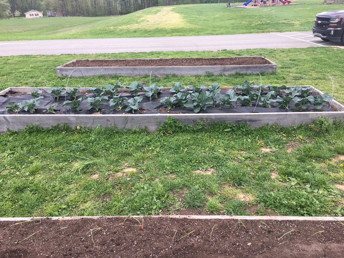 CoachEmmick's tweet photo. @BCS_MES Garden Club is getting things growing!  That is some nice broccoli!  Onions, peppers, potatoes, and zucchini are in the ground.  More to come!! https://t.co/NPLSeyHuda