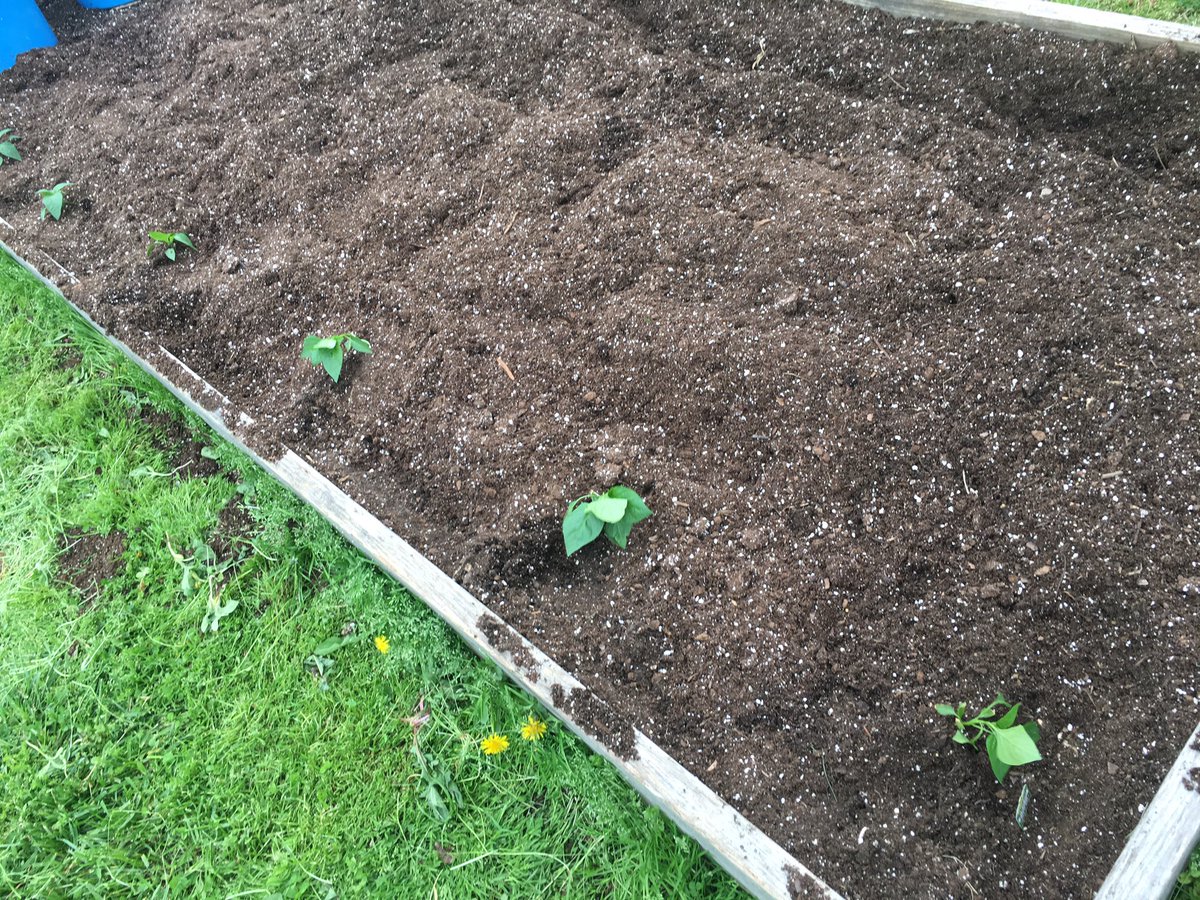 CoachEmmick's tweet photo. @BCS_MES Garden Club is getting things growing!  That is some nice broccoli!  Onions, peppers, potatoes, and zucchini are in the ground.  More to come!! https://t.co/NPLSeyHuda