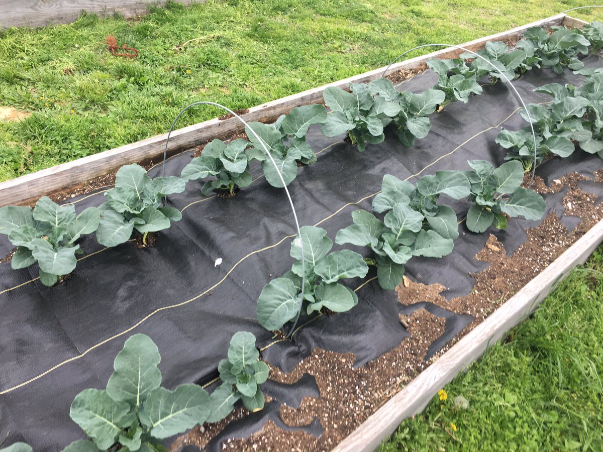 CoachEmmick's tweet photo. @BCS_MES Garden Club is getting things growing!  That is some nice broccoli!  Onions, peppers, potatoes, and zucchini are in the ground.  More to come!! https://t.co/NPLSeyHuda
