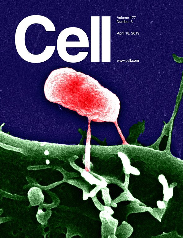 CellCellPress's tweet photo. As seen on the cover of this issue of Cell: Rosenshine, Ben-Yehuda and colleagues report that #enteropathogenic E.coli extract nutrients from mammalian host cells via the #CORE protein complex, a platform for forming membranous #nanotube structures https://t.co/lJl61rlOC3 https://t.co/9XnwCN8PUR