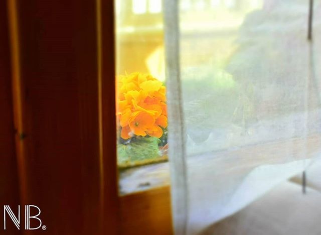 FabbroniL's tweet photo. “Dopo le donne i fiori sono la cosa più bella che Dio ha donato al mondo.” . [Christian Dior]
.

N.B™ 📸
.

Nikon 5300 @nikonitalia
.

#photooftheday #photography #huaweip20lite #huawei #sun #pic #nature #window #photooftheday #flower #RT10K💪 https://t.co/v43oiTzhPI https://t.co/bY98Pi9KuL