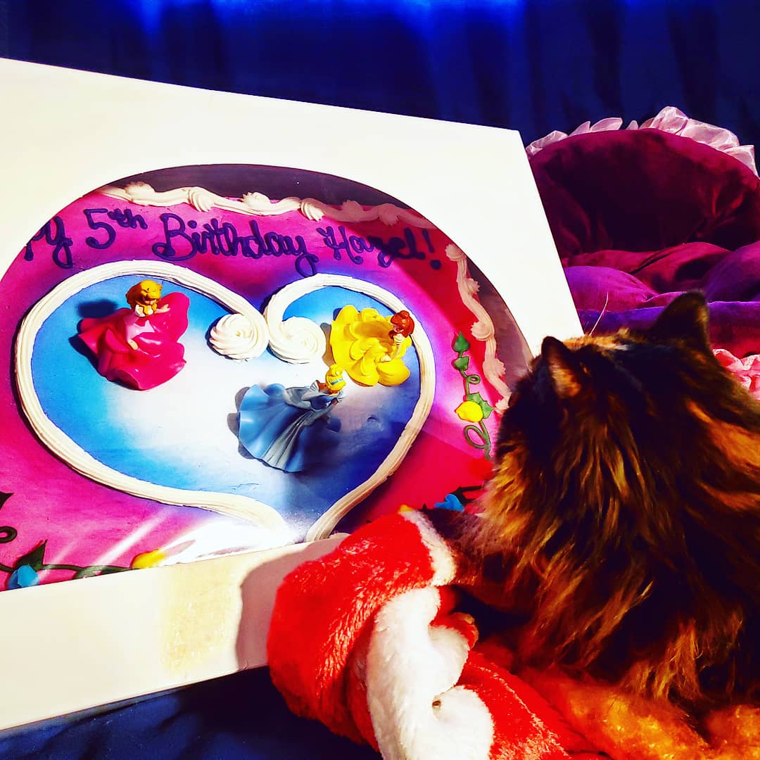 hazelfluffy's tweet photo. Happy 5th Birthday to our little Princess! We love you, Hazel π
#happybirthday #happy #birthday #princess #princesscake #hazelfluffypants #writerkitty #hazel #fluffypants #writer #kitty #cat #cake #tortie #tortitude #meow #cute #purr #hazelitsyourbirthday #happybirthdayhazel https://t.co/OZz3c1gMqN