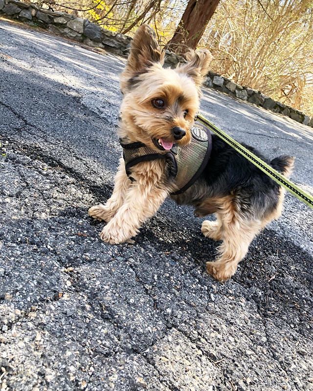 ClothesRhino's tweet photo. 💚🐾 •
•
• #rambo #sevenyearsold #yorkshireterrier #yorkshireterrierstagram #yorkshireterrierlover #yorkshires #dog #dogstagram #dogsofinstagram #dogs #petcarepros #pet #petsofinstagram #dogwalking #dogwalker #dogwalkerlife #newyork #petcare #petca… https://t.co/WagAeOK3y1 https://t.co/FjeR36O59L