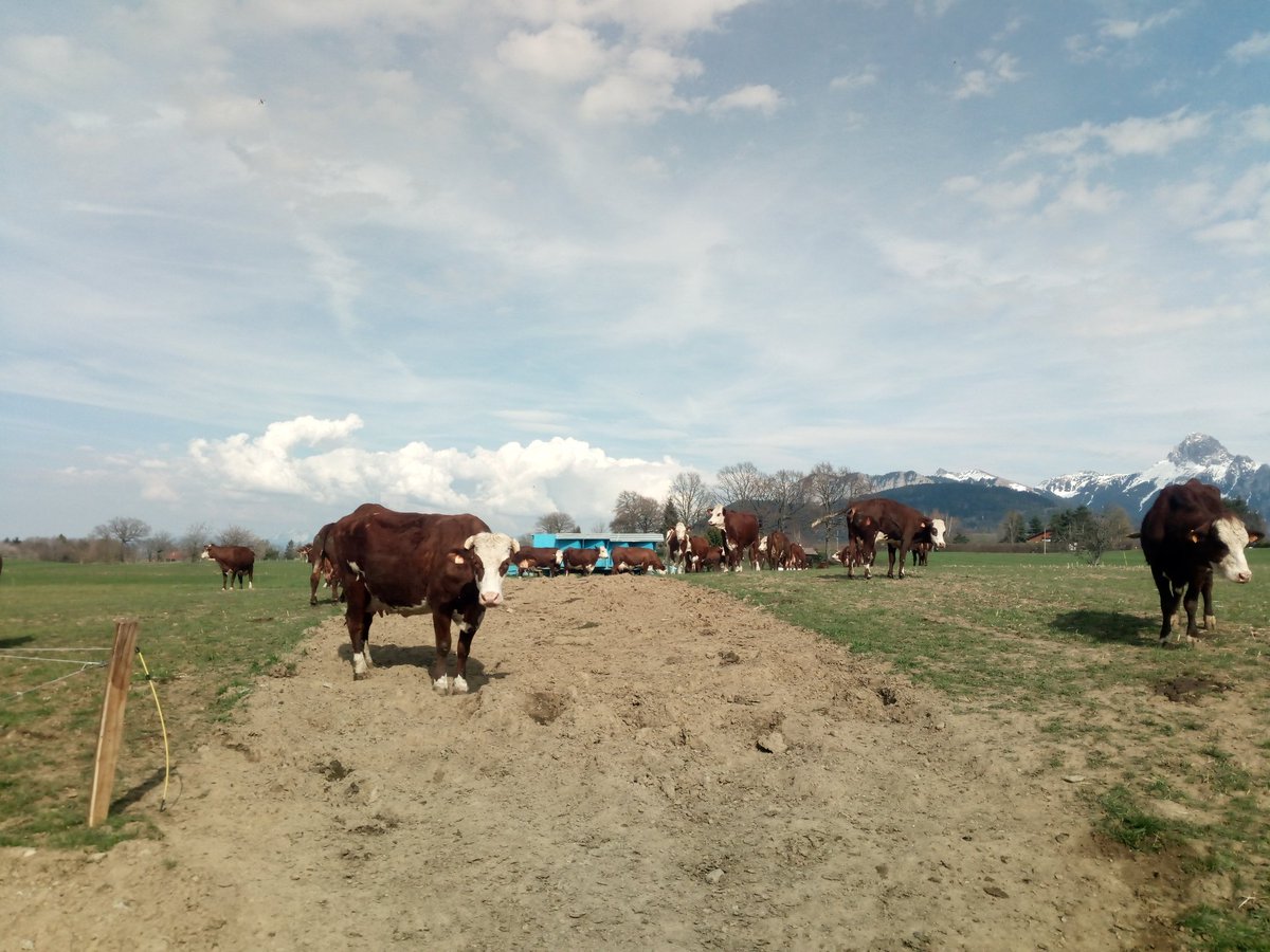 Pierre Picard tweet media