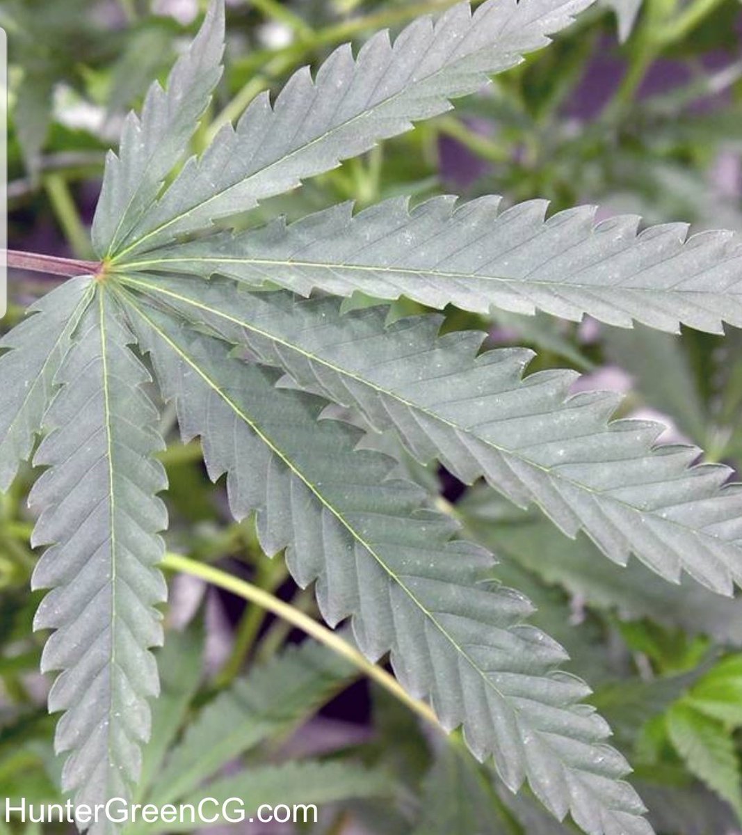 HunterGreenCG's tweet photo. Michigan lawmakers are moving to curb unlicensed medical marijuana shops by threatening their ability to get licensed if they stay open after June 1.
https://t.co/XXirxc5odA https://t.co/dpCdvK4rbS