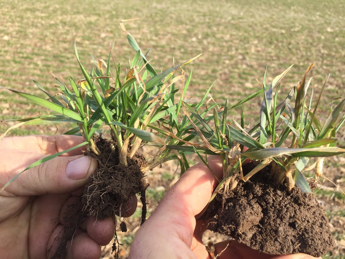 Anfieldcropsguy's tweet photo. Nice to be able to compare new wheat genetics in Ontario. Once again same field, planting date, fert program but two varieties. @BrevantSeedsCA 654 on left @PioneerSeedsCA 25R40. One tall one shorter variety. Let’s see what happens. #watchitgrow19 #150club 🌾 https://t.co/aTA832cKuh