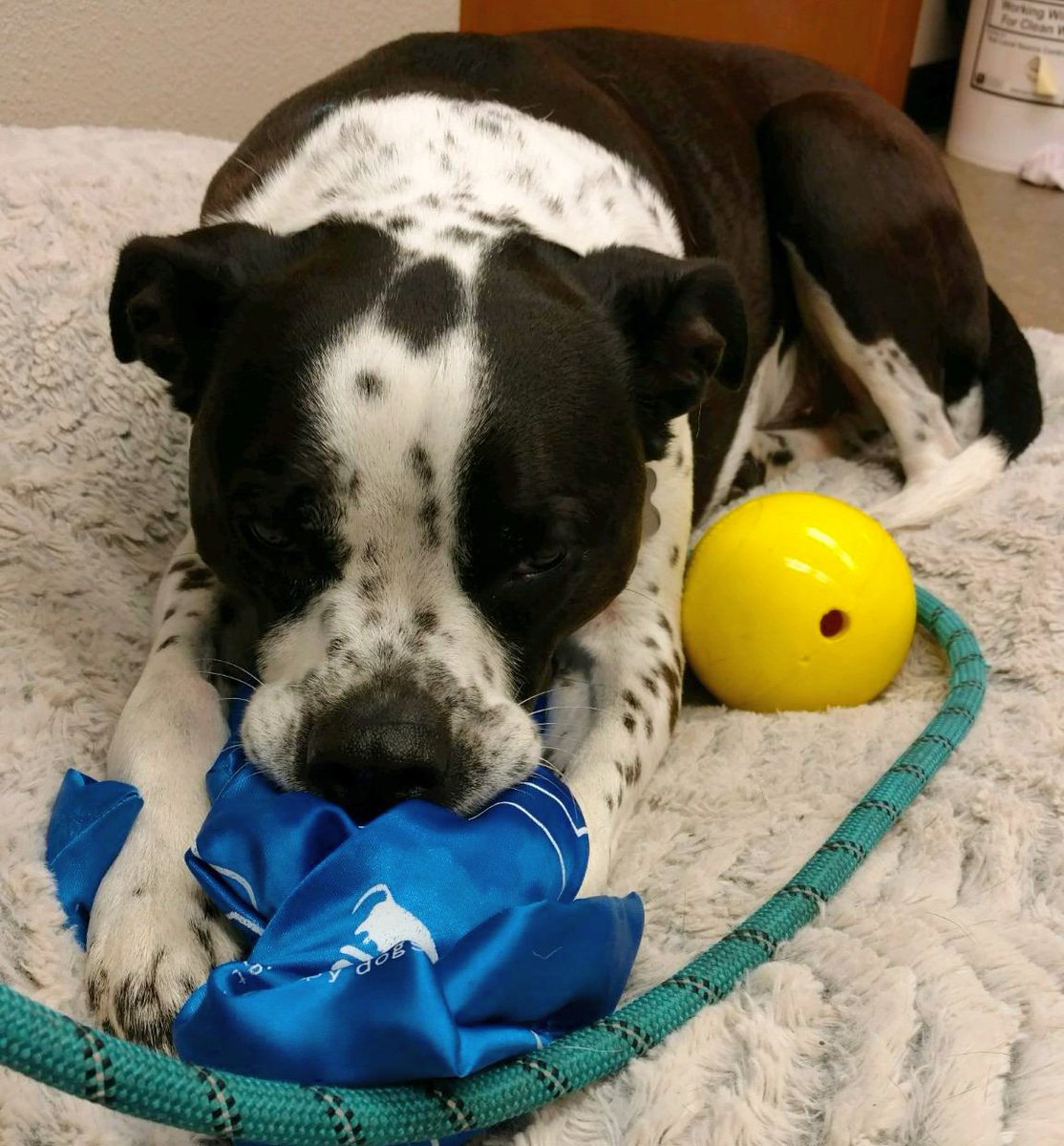Fairhavenvet's tweet photo. Dexter had a fear free day with us today! He loved playing with his puzzle feeders and snuggling with his Adaptil (calming pheromone) sprayed toy!
#fairhavenvet #fearfree #fearfreeisthewaytobe #adaptil #dogsofbellingham https://t.co/9UIQLXTMqP