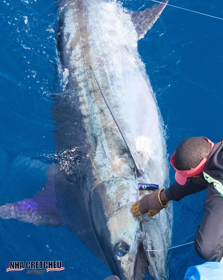 Billfish Report tweet media