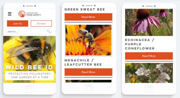 CFSTrueFood's tweet photo. Ever been in your garden and wondered what species a beautiful bee is? Now, there's an app for that! Check out the new #WildBeeID website and app by @CFSTrueFood! Visit https://t.co/KuJhioRA1F! #WBID #savebees https://t.co/GpXG5tIZGM