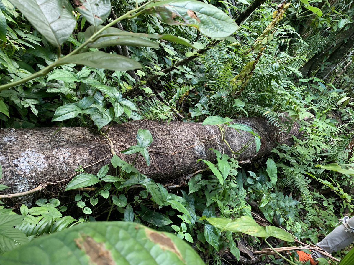 Found some ambrosia beetle activity in the Daintree Rainforest yesterday, and caught SO MANY T.crenatus last night as well, along with some other Platypodines and Scolytines. Excited to see what these beasties are back in the lab! #ambrosiabeetles #ambrosiaorbust