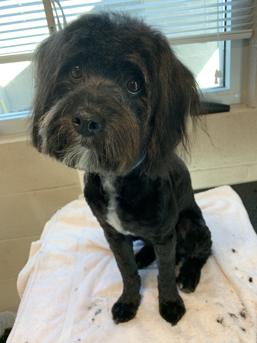 A quick clean up for Franklin before he finds for his forever home! He was so sweet and grateful #adopt <a href="/PetSmartChariTs/">PetSmart Charities®</a> @LifeatPetSmart <a href="/HSSAZ/">Humane Society So AZ</a>