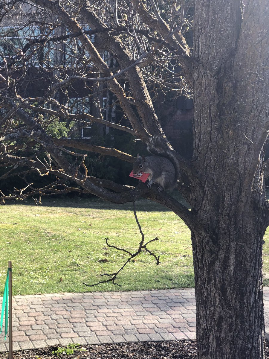 ASEWUeagles's tweet photo. We had the cutest guest come to Council Meeting today! Even brought a snack. Thanks for the visit @SquirrelsOfEWU 😍 https://t.co/aBzllOrvW2