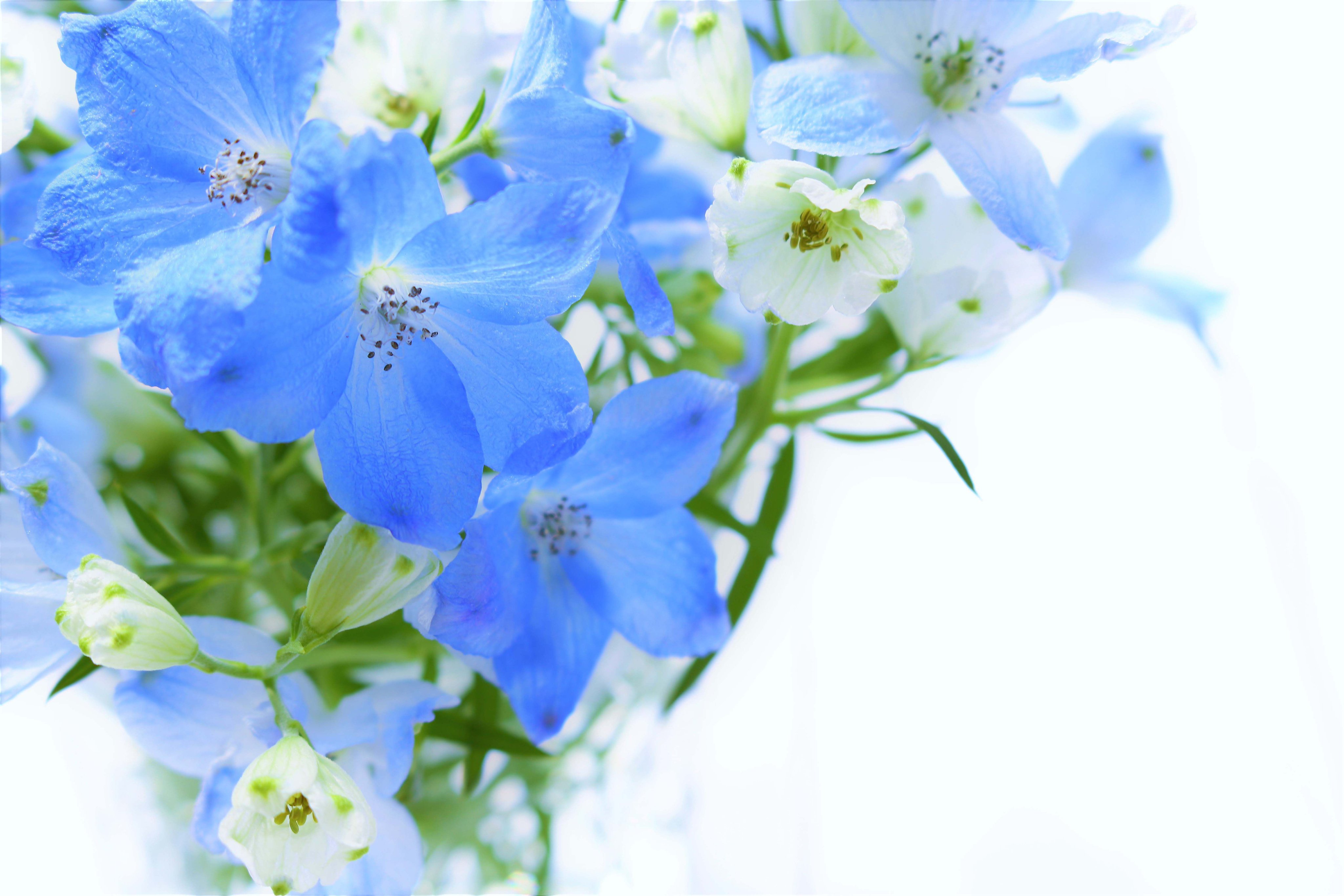 アルビオン Albion 公式 おはようございます 今日の誕生花は デルフィニウム 花 言葉は あなたは幸福をふりまく です ウェデングブーケに使われることも多いそうで 細い茎からのびるたくさんの青い花姿は まるで幸せがあふれでているように