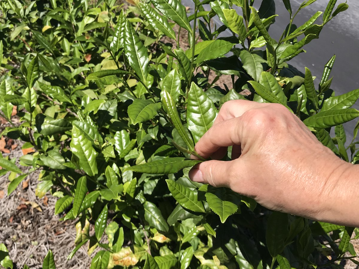 Theteagardener's tweet photo. The tea is in full swing. Ready to try some first flush green tea! https://t.co/EokFQcLHy3