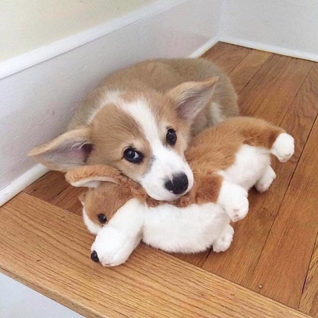 HappyDoggoShop's tweet photo. Moose with his brother 😍😍😍
Credit: @moosethecorgo
.
.

#corgi #corgistagram #corgipuppy #corgilife #corgilove #corgination #corgimania #corgiaddict #corgiplanet #instacorgi #corgigram #corgistagram #corgiworld #corgifun #corgismile #corgipics #corgibaby #corgipuppy #instadog… https://t.co/CI3SlkvgRU