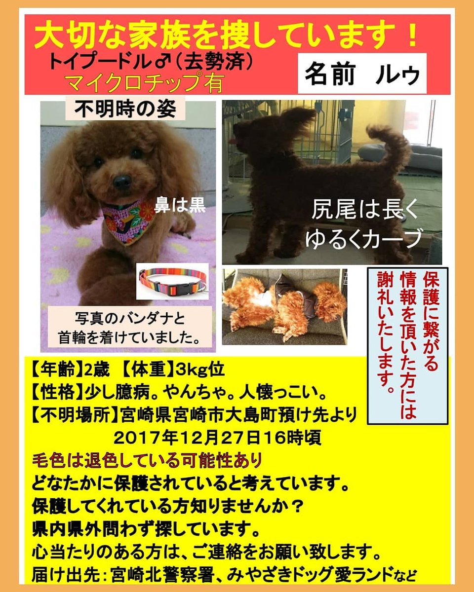 トイプードルのルゥくんを捜しています Twitterissa 会いたい ルゥくん 元気にしてますか 早く 私の思いが リツイートやいいねをしてくださる皆さんの優しさが ルゥくんの元へ ルゥくんを保護している人の元へ 保護主さんを知っている人の元へ 届きますように