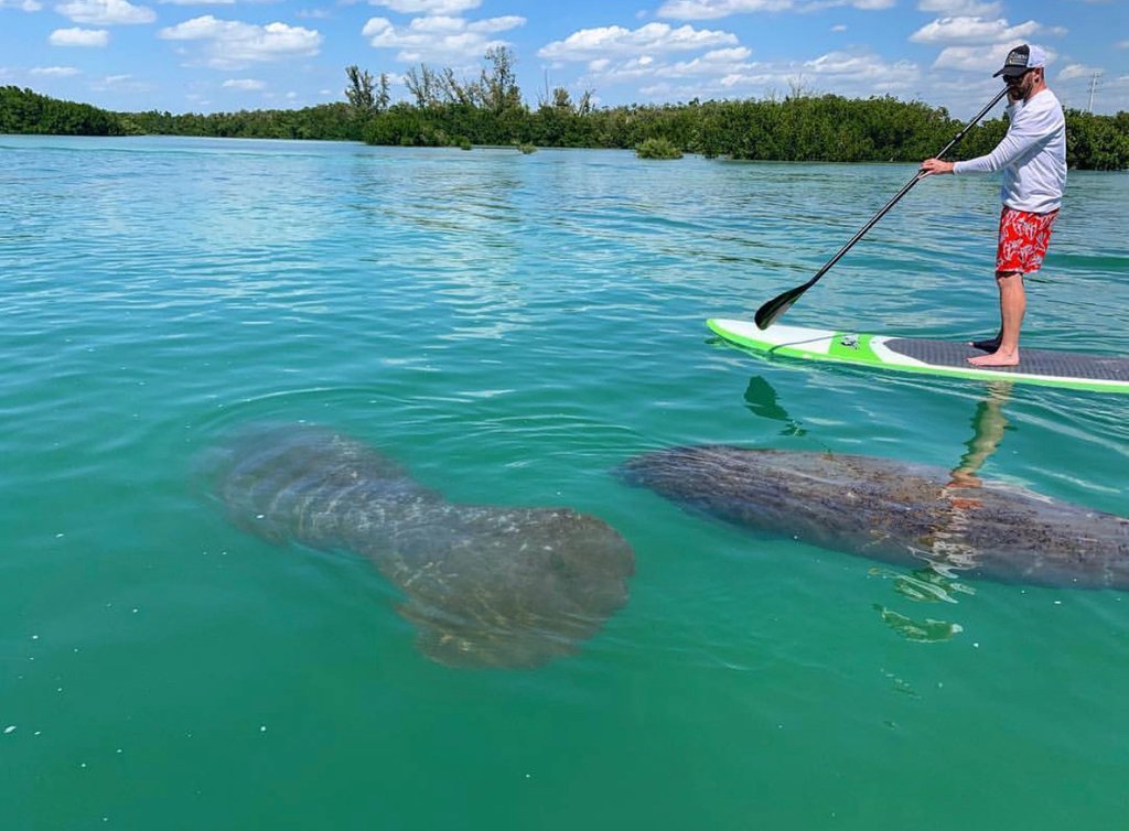 SUPATX's tweet photo. You never know what you may see while exploring on your SUP ATX board! #supatx #standuppaddle #getoutside #adventure #explore https://t.co/RIujDLaxzU