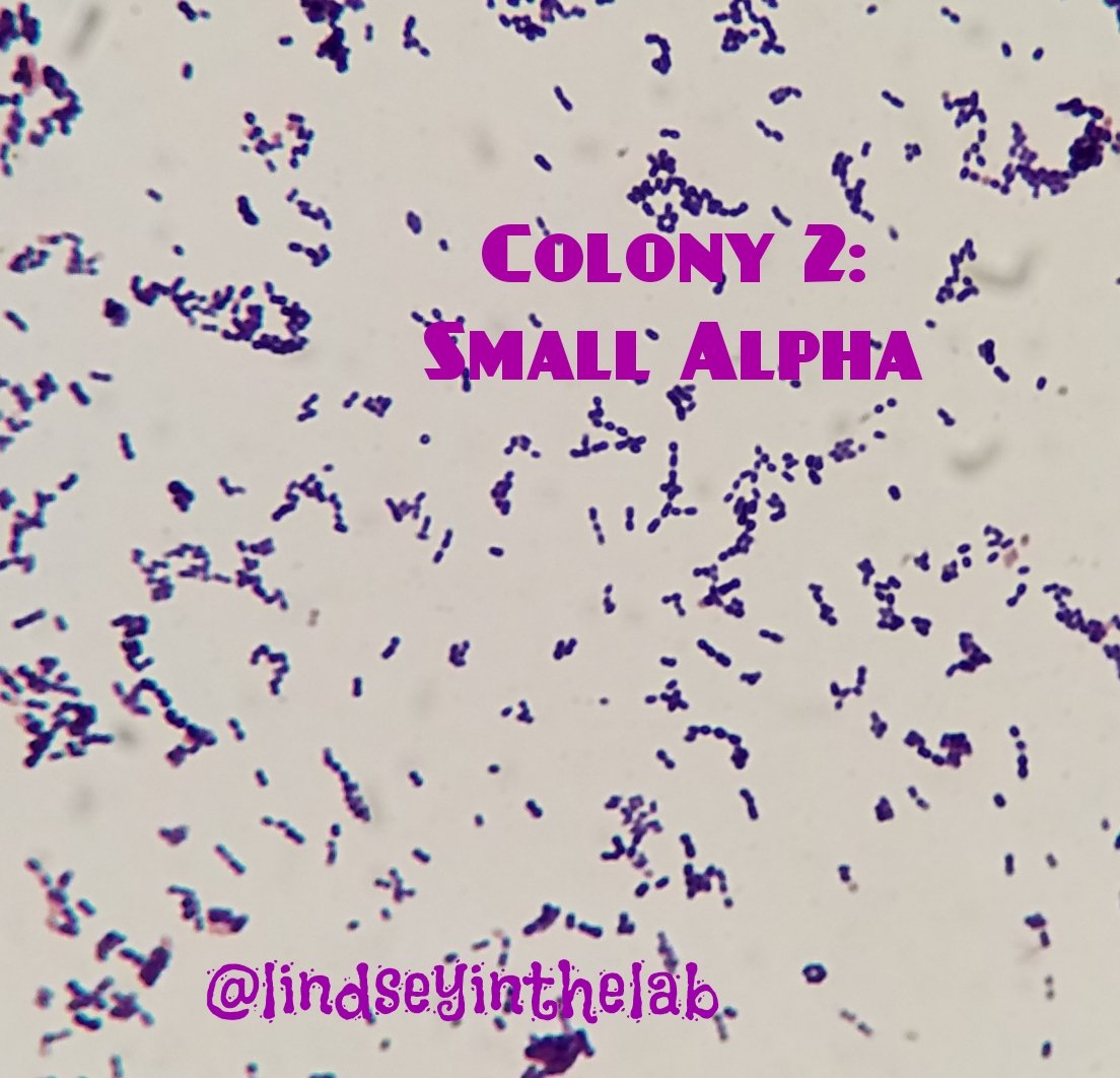 Culture on BAP from sputum specimen. What's your next move micro