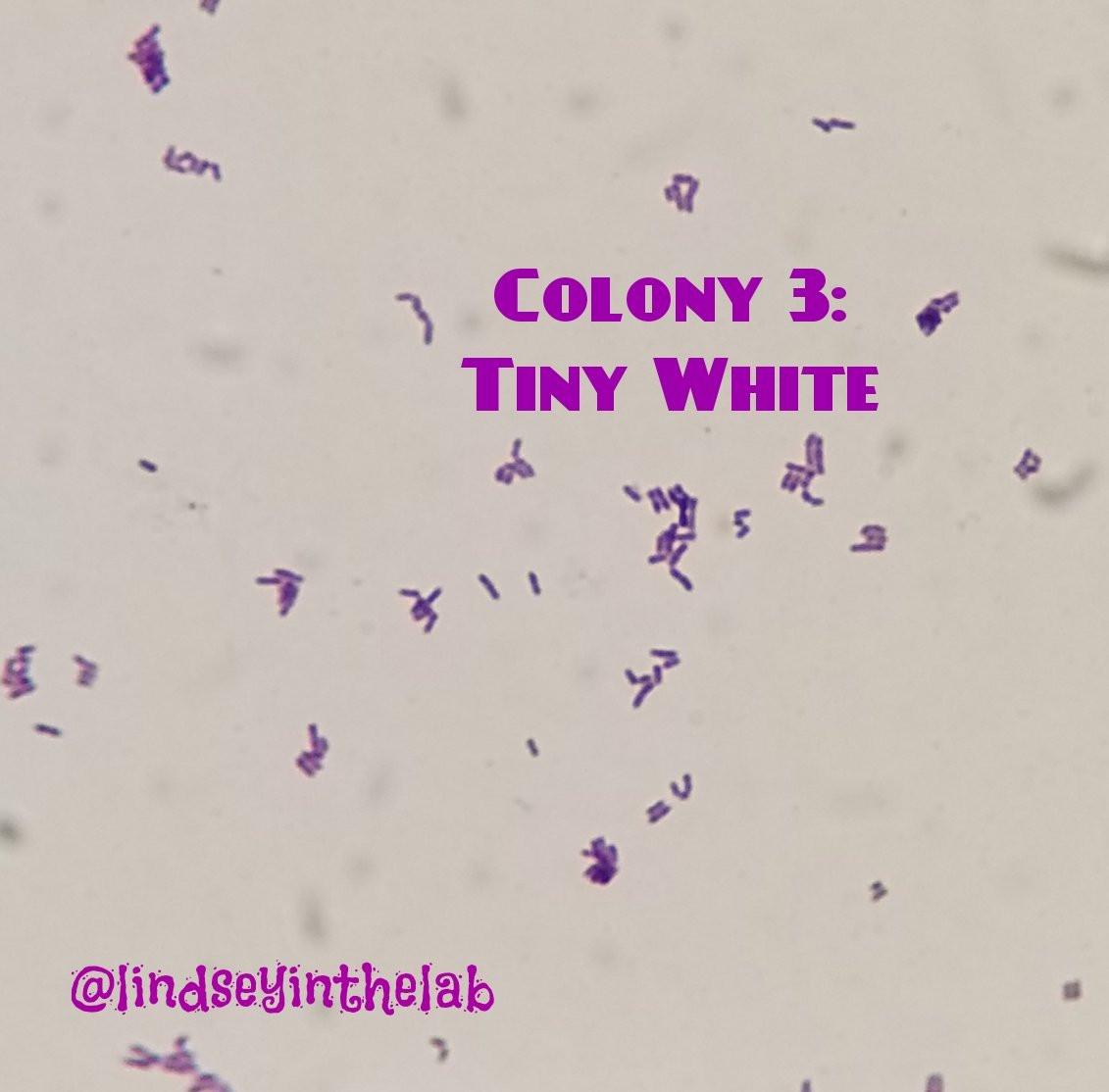 Culture on BAP from sputum specimen. What's your next move micro