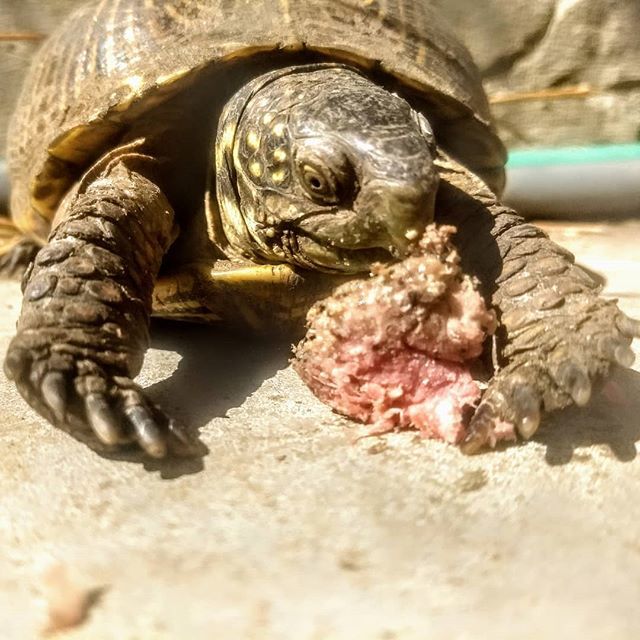 typodmary's tweet photo. First 2019 sighting of Hildegard von Terrapin! She's eating a burger (breakfast of champions) https://t.co/3qSv9VWJTm
