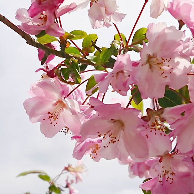 カイドウザクラ