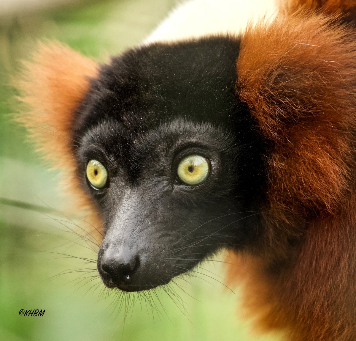 Mararda10's tweet photo. Male red-ruffed lemur. @PaigntonZoo #red #ruffed #lemur #Varecia #rubra #primate #CriticallyEndangered #PaigntonZoo https://t.co/qiDu0gPVL9