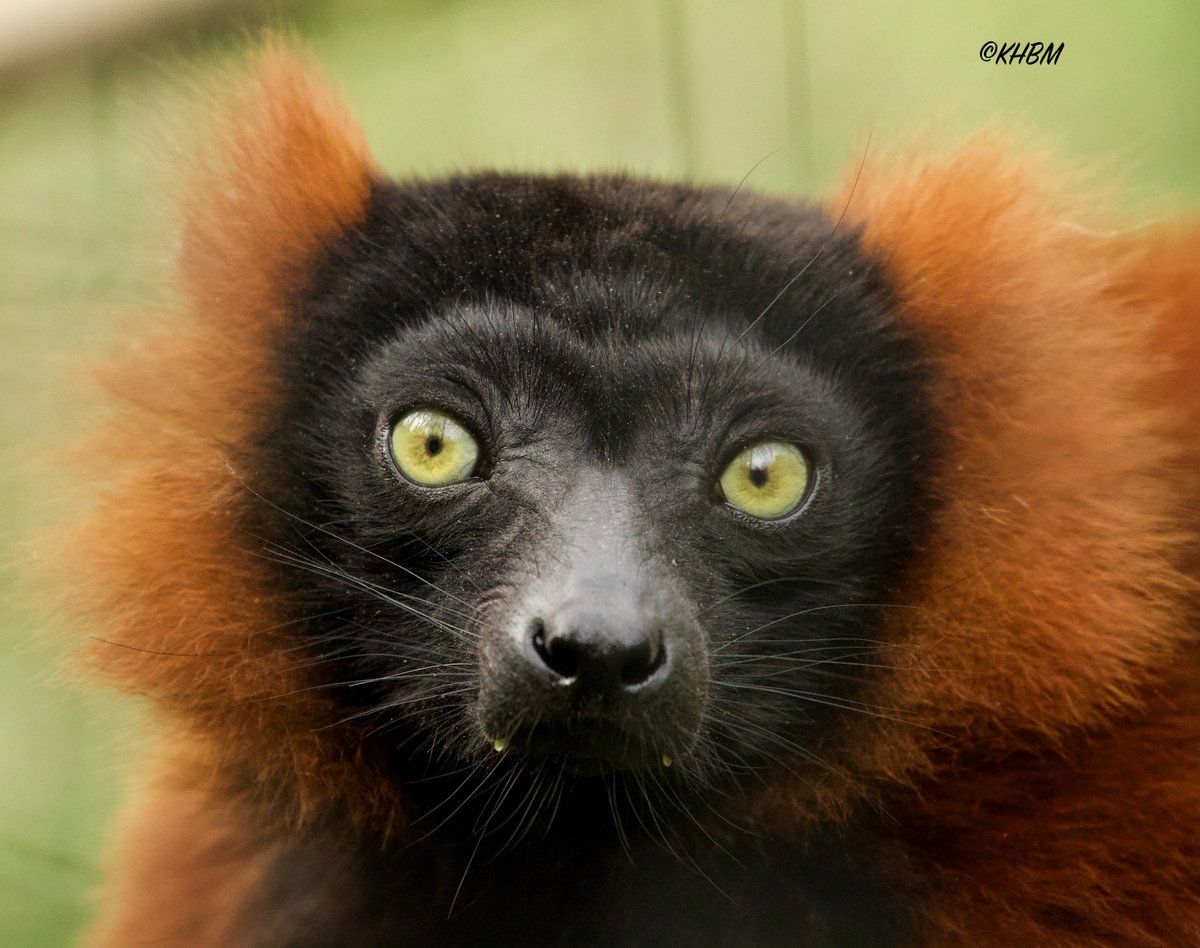 Mararda10's tweet photo. Male red-ruffed lemur. @PaigntonZoo #red #ruffed #lemur #Varecia #rubra #primate #CriticallyEndangered #PaigntonZoo https://t.co/qiDu0gPVL9